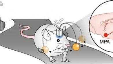 يتمكنون من السيطرة على أدمغة الفئران