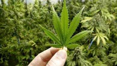 تدخين الحشيش خلال المراهقة يزيد من فرص الإصابة بالاكتئاب